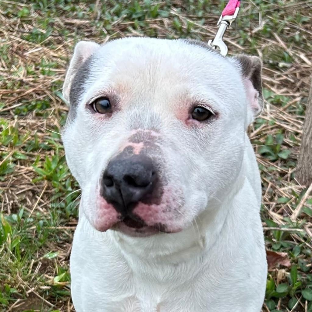 April, an adoptable Pit Bull Terrier in Kittanning, PA, 16201 | Photo Image 6