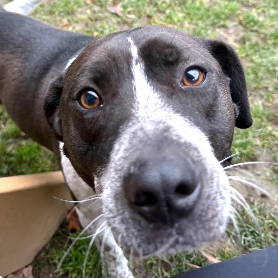 Flora, an adoptable Australian Cattle Dog / Blue Heeler in Kittanning, PA, 16201 | Photo Image 1