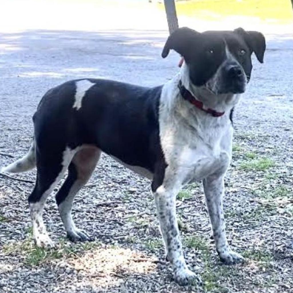 Flora, an adoptable Australian Cattle Dog / Blue Heeler in Kittanning, PA, 16201 | Photo Image 2