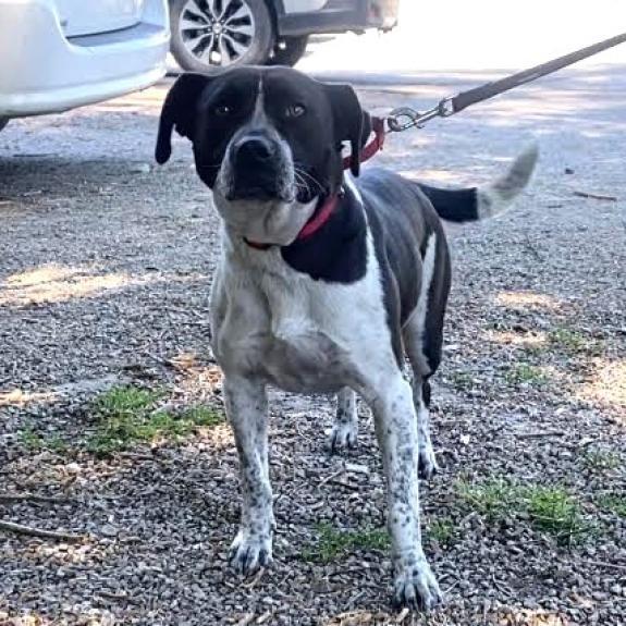 Flora, an adoptable Australian Cattle Dog / Blue Heeler in Kittanning, PA, 16201 | Photo Image 3