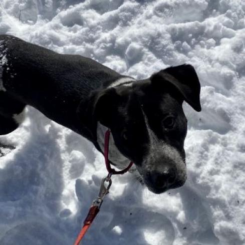 Flora, an adoptable Australian Cattle Dog / Blue Heeler in Kittanning, PA, 16201 | Photo Image 4