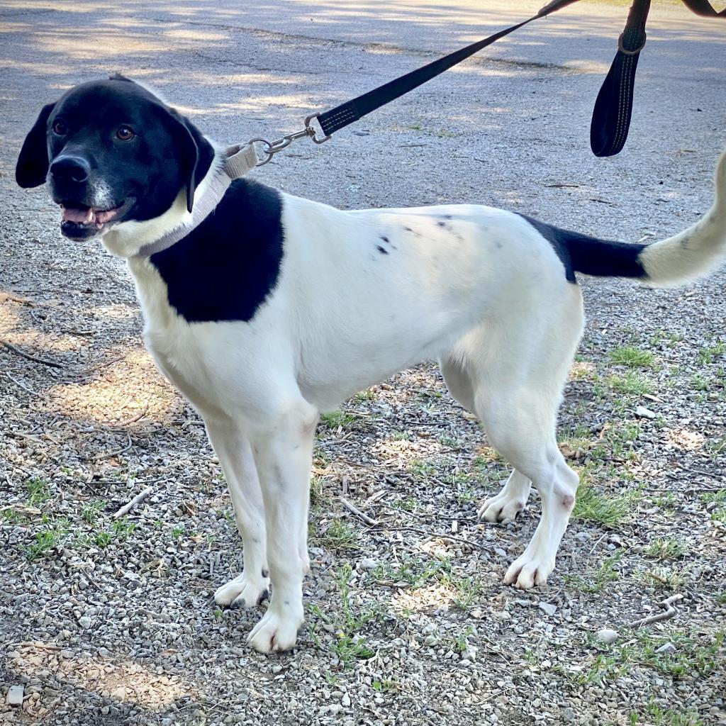 Willow, an adoptable Pit Bull Terrier in Kittanning, PA, 16201 | Photo Image 2
