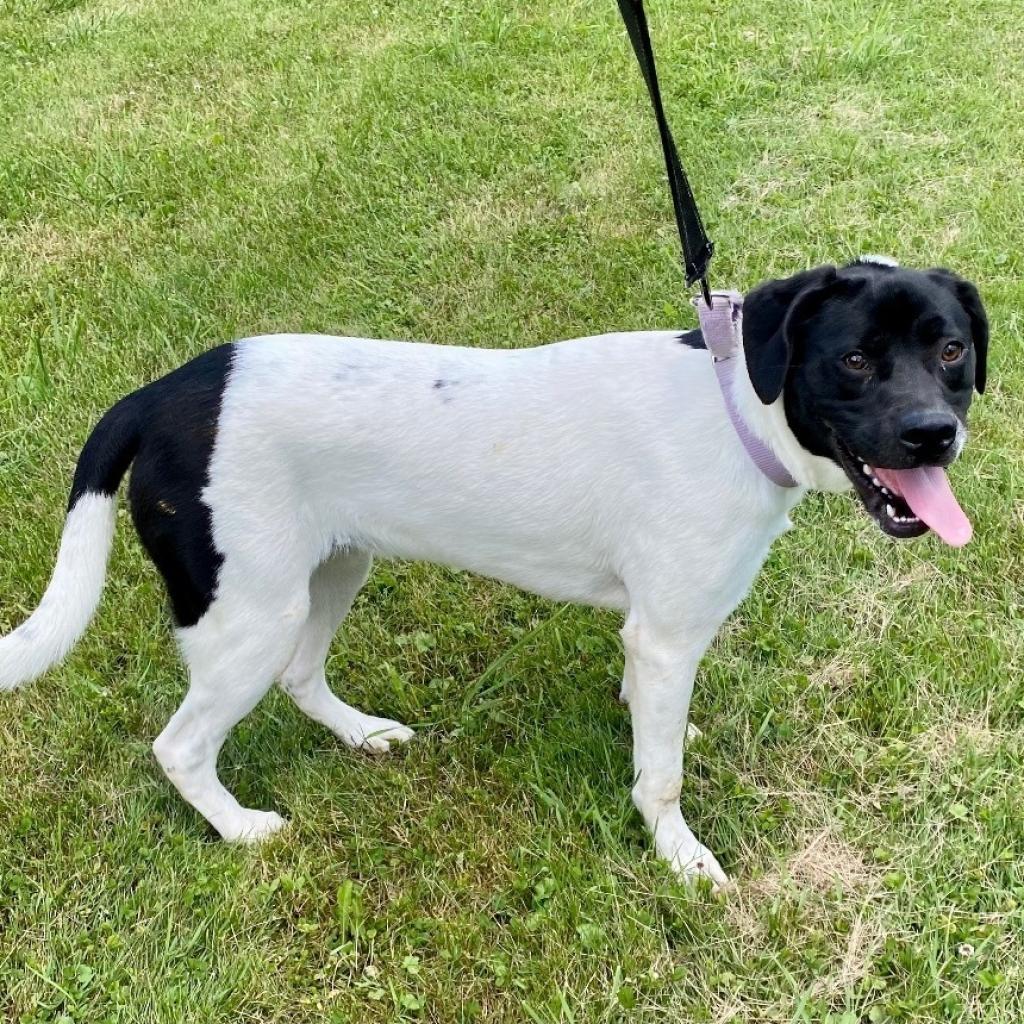 Willow, an adoptable Pit Bull Terrier in Kittanning, PA, 16201 | Photo Image 5