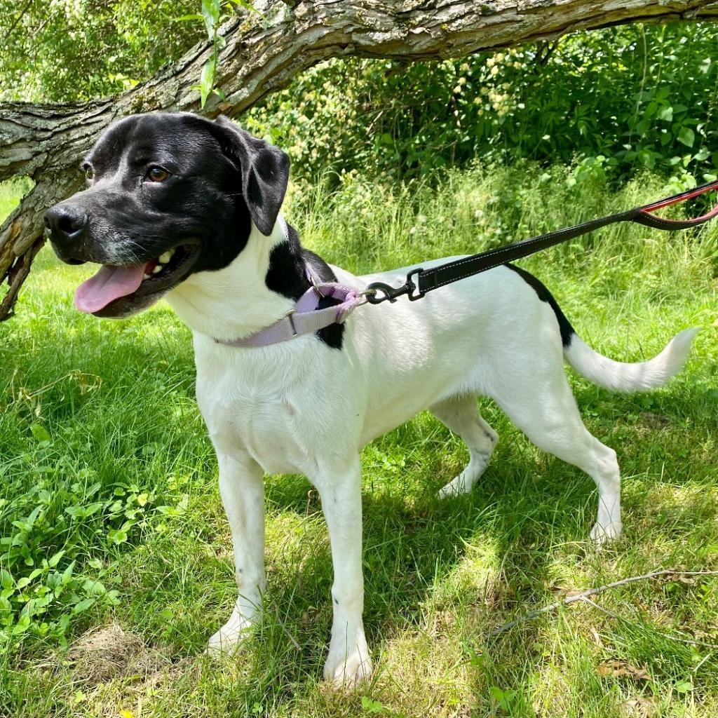 Willow, an adoptable Pit Bull Terrier in Kittanning, PA, 16201 | Photo Image 6