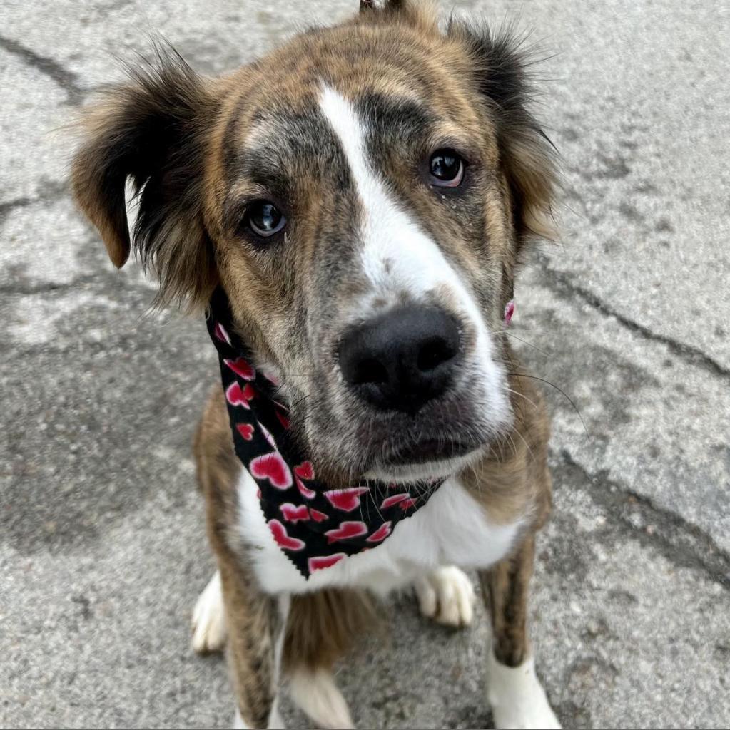 Toby Walter, an adoptable Mountain Cur in Kittanning, PA, 16201 | Photo Image 2