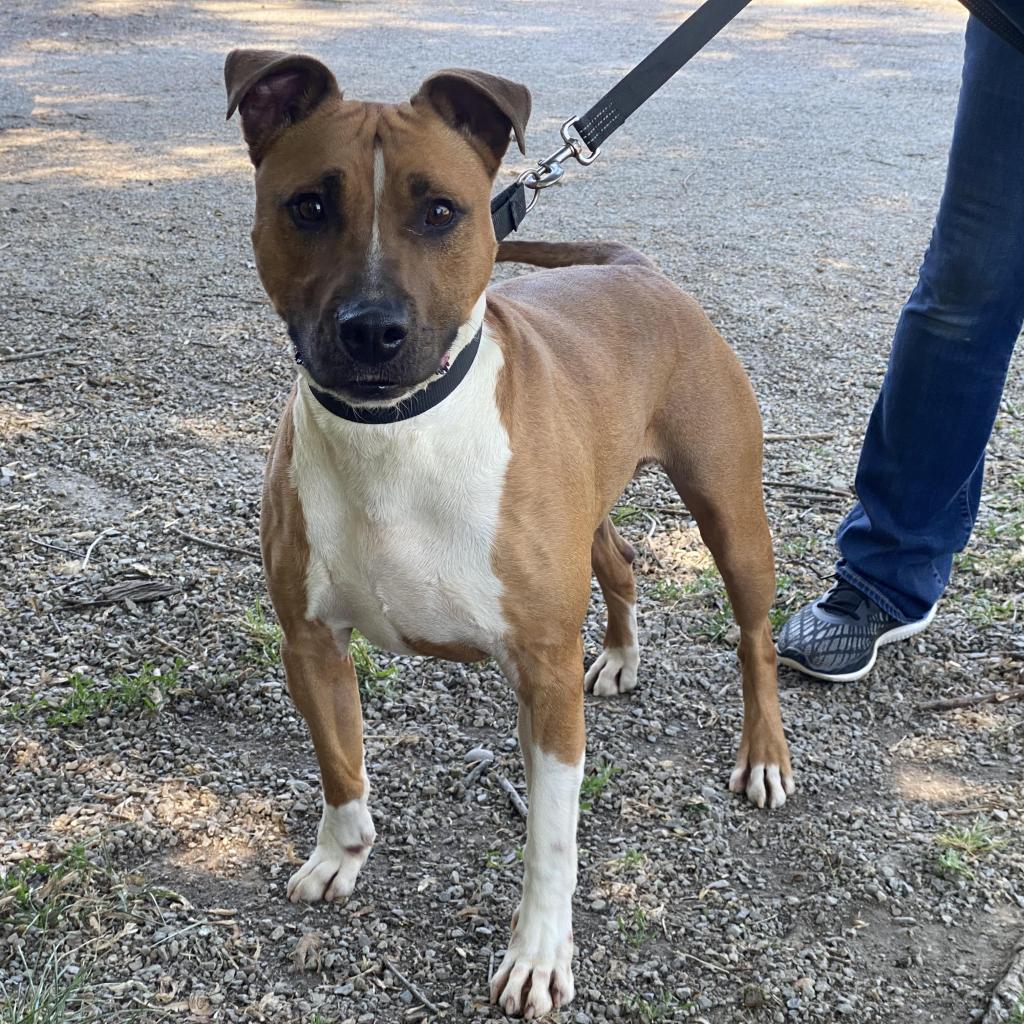 Jacko, an adoptable Pit Bull Terrier in Kittanning, PA, 16201 | Photo Image 3