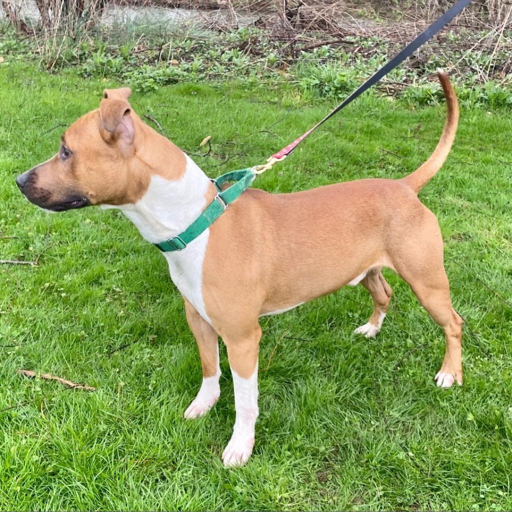 Jacko, an adoptable Pit Bull Terrier in Kittanning, PA, 16201 | Photo Image 5