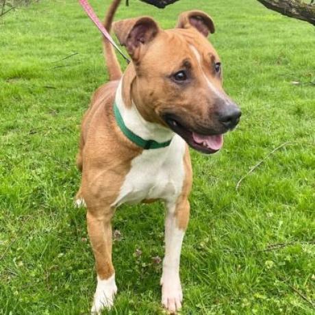 Jacko, an adoptable Pit Bull Terrier in Kittanning, PA, 16201 | Photo Image 6