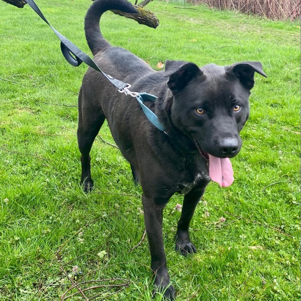 Angus, an adoptable Black Labrador Retriever in Kittanning, PA, 16201 | Photo Image 5