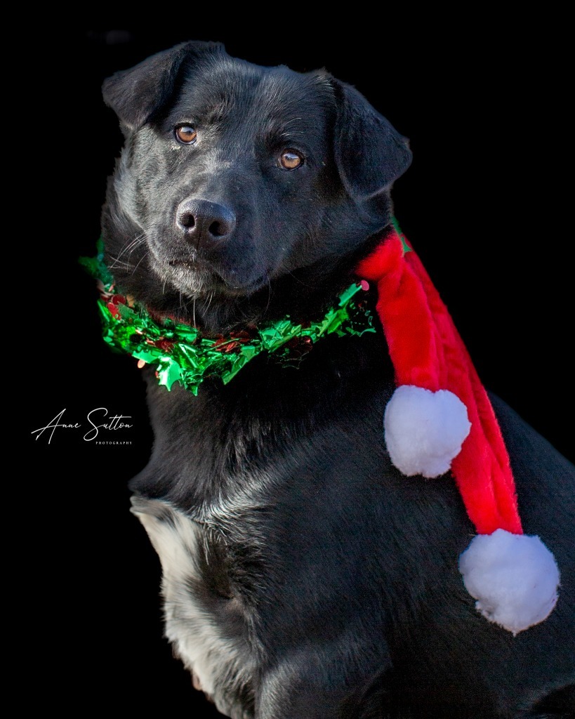 Colt, an adoptable Labrador Retriever in Hot Springs, SD, 57747 | Photo Image 1