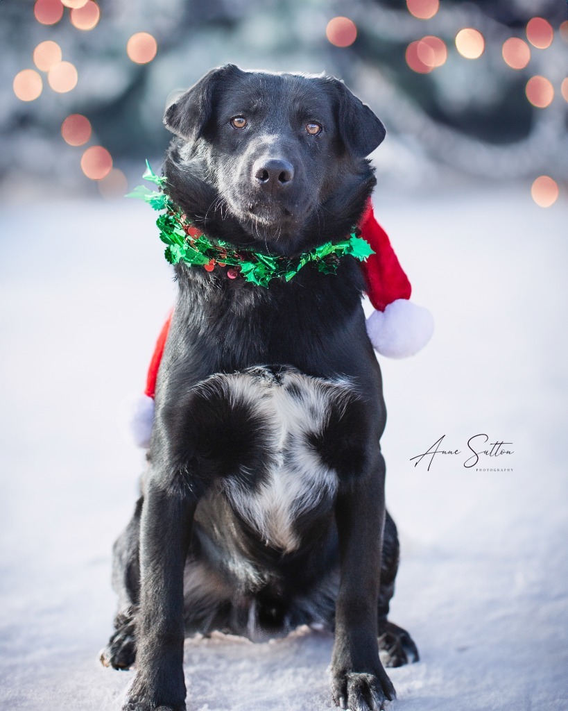 Colt, an adoptable Labrador Retriever in Hot Springs, SD, 57747 | Photo Image 2