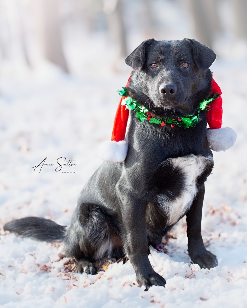 Colt, an adoptable Labrador Retriever in Hot Springs, SD, 57747 | Photo Image 3