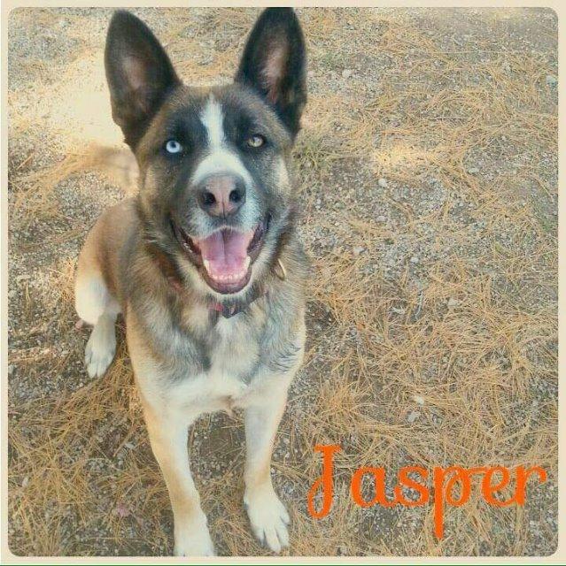 Dog for adoption - Jasper, a Husky & Shepherd Mix in Lagrange, IN ...