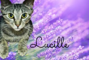 Lucille