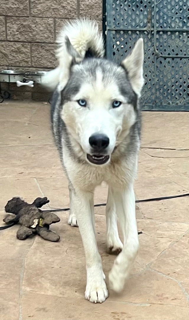 Husky best sale needs home