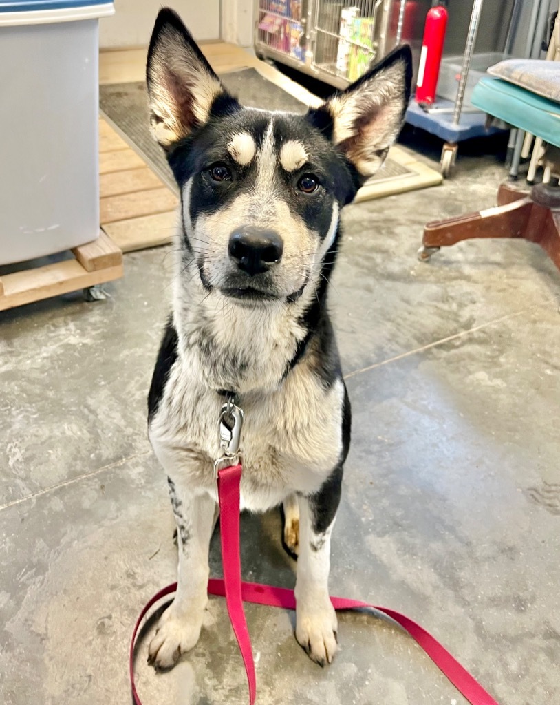 Forrest, an adoptable Husky, Mixed Breed in Saint James, MN, 56081 | Photo Image 1
