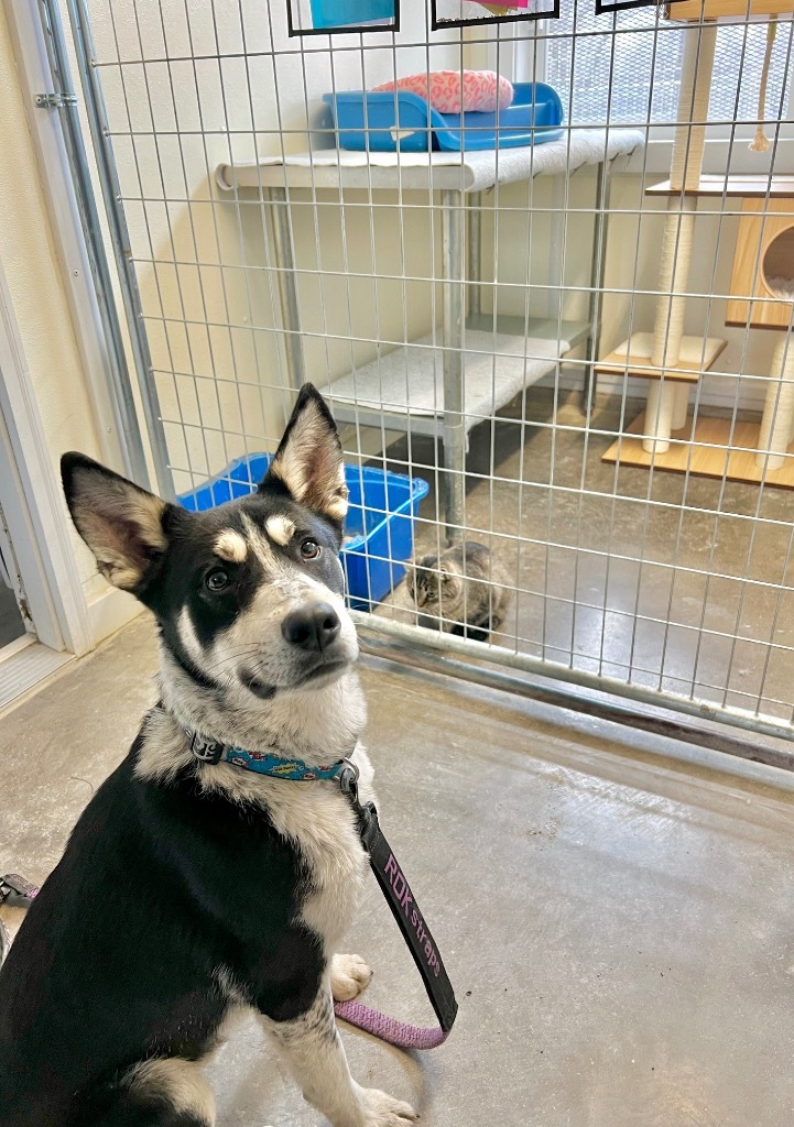 Forrest, an adoptable Husky, Mixed Breed in Saint James, MN, 56081 | Photo Image 2