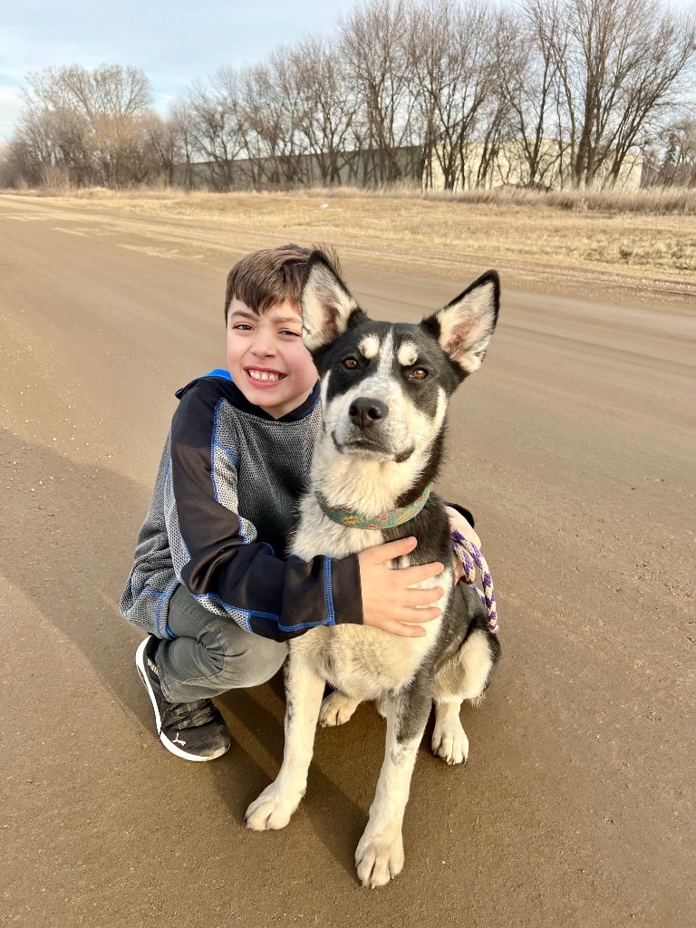Forrest, an adoptable Husky, Mixed Breed in Saint James, MN, 56081 | Photo Image 5