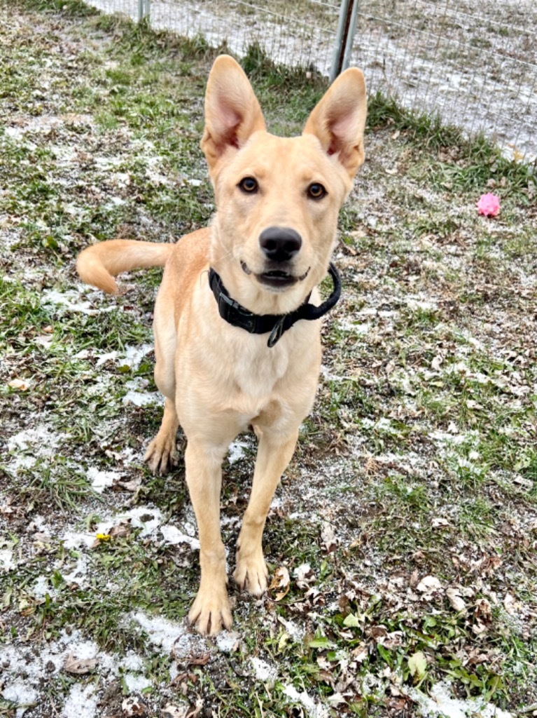 Goldie, an adoptable Shepherd, Mixed Breed in Saint James, MN, 56081 | Photo Image 1