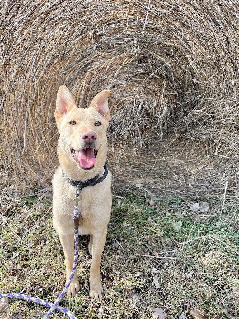Goldie, an adoptable Shepherd, Mixed Breed in Saint James, MN, 56081 | Photo Image 3