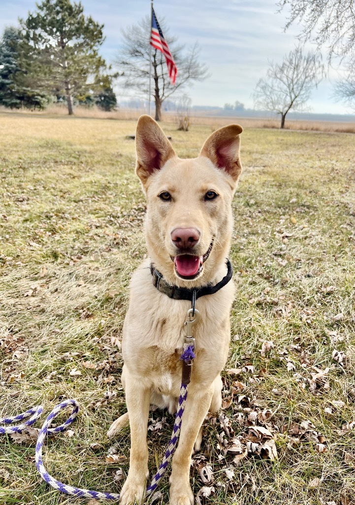 Goldie, an adoptable Shepherd, Mixed Breed in Saint James, MN, 56081 | Photo Image 4