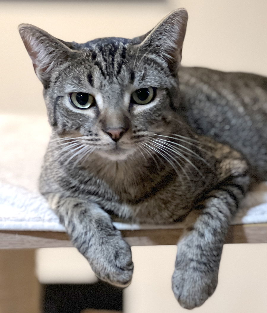 J.C. (Jace), an adoptable Domestic Short Hair in Ventura, CA, 93001 | Photo Image 1