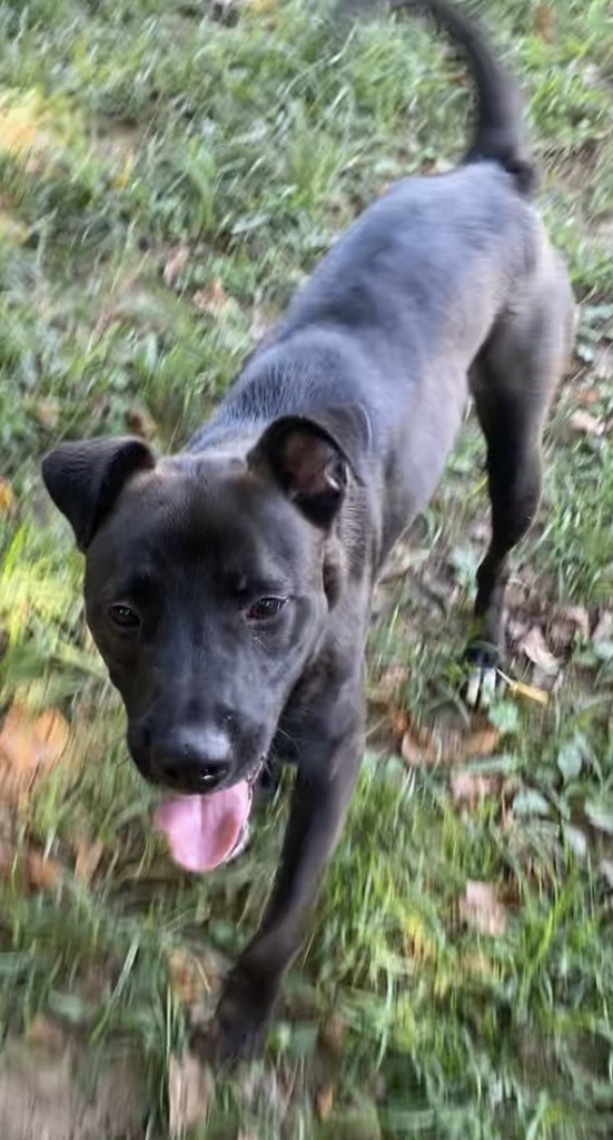 Richie, an adoptable Labrador Retriever in Little Rock, AR, 72210 | Photo Image 1