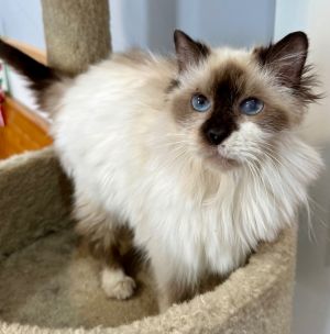 petfinder ragdoll