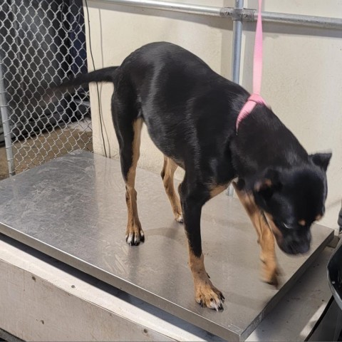 Piper, an adoptable Mixed Breed in Las Cruces, NM, 88012 | Photo Image 5