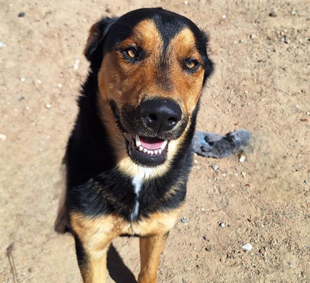 KODA, an adoptable Rottweiler, Mixed Breed in Albuquerque, NM, 87121 | Photo Image 1