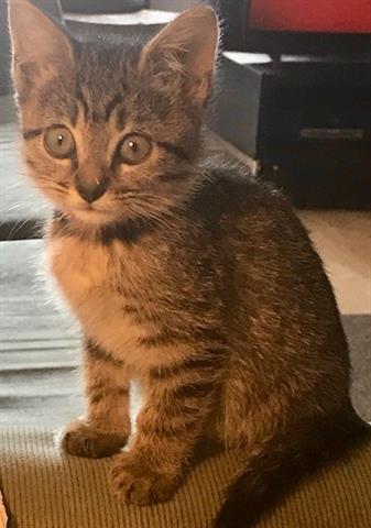 PENNYWISE, an adoptable Domestic Short Hair in Norfolk, VA, 23502 | Photo Image 1