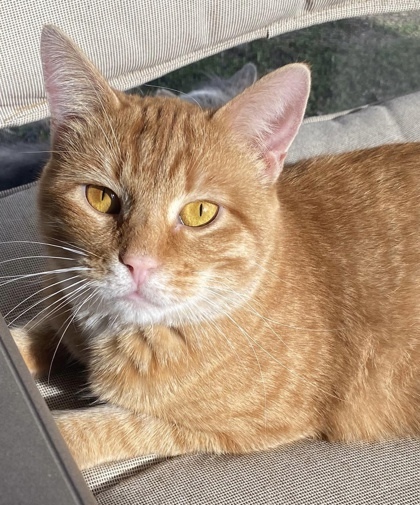 Ginger Girl, an adoptable Domestic Short Hair in De Soto, IA, 50069 | Photo Image 1