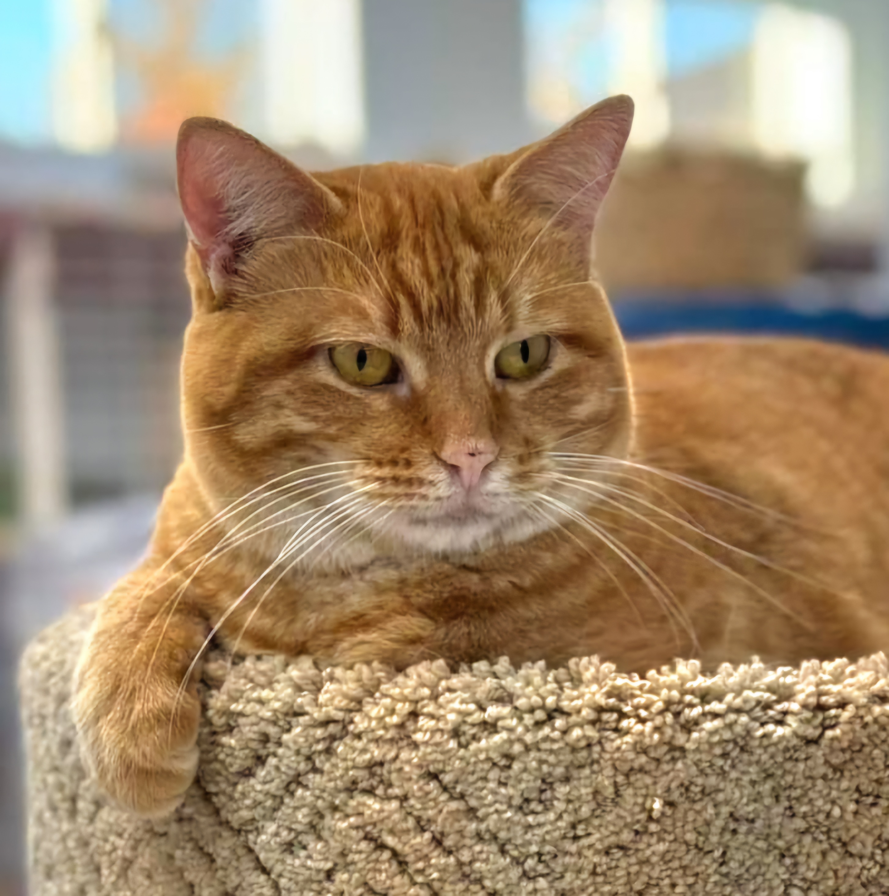 Ginger Girl, an adoptable Domestic Short Hair in De Soto, IA, 50069 | Photo Image 2