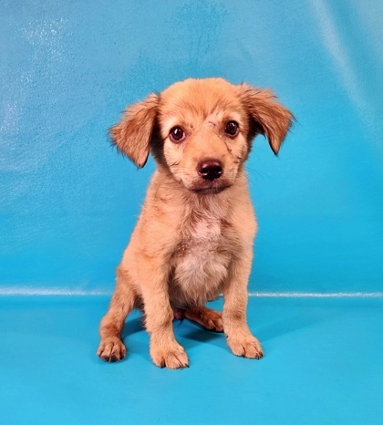 Mini australian clearance shepherd petfinder