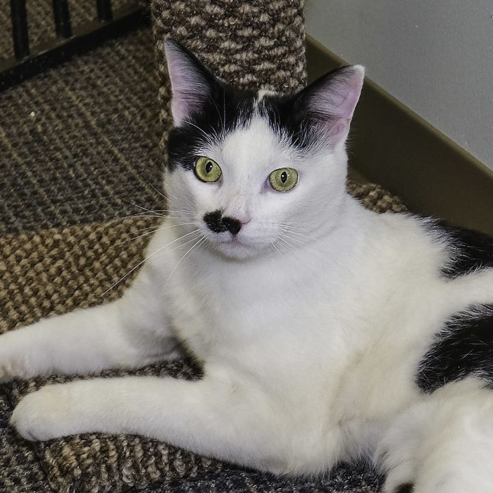 Cat for adoption Levi a Domestic Short Hair in Stamford CT