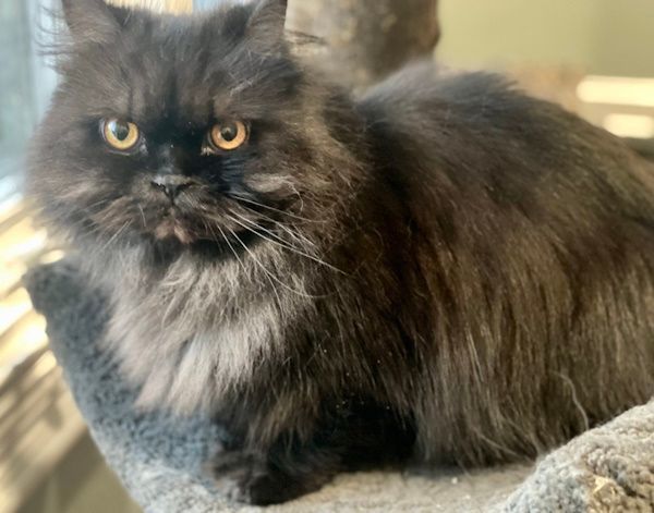 Available Cats – Specialty Purebred Cat Rescue