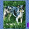 Sammy