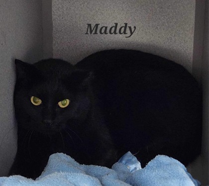 Maddy, an adoptable Domestic Short Hair in De Soto, IA, 50069 | Photo Image 1