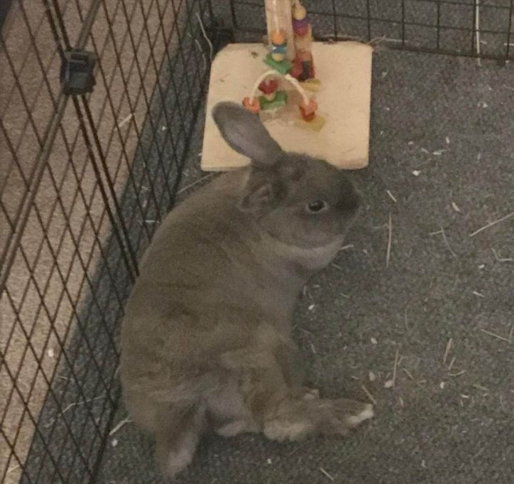 Rabbit for adoption - Nova, a Bunny Rabbit in Fountain Valley, CA ...