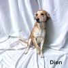 Dion
