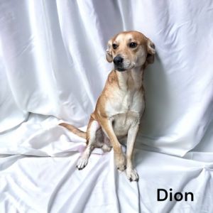 Dion