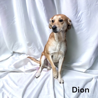Dion 1