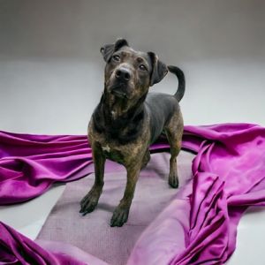 Bella, Adult Female unknown