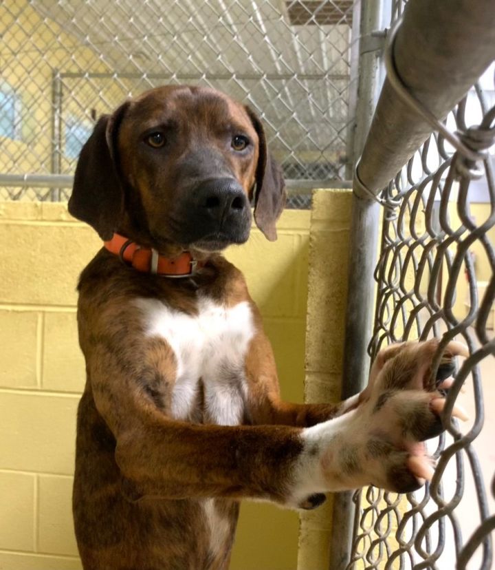 DEE OH GEE, an adoptable Mountain Cur in Crossville, TN_image-2