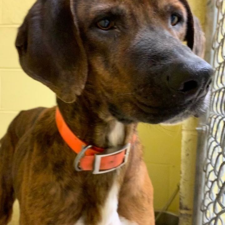 DEE OH GEE, an adoptable Mountain Cur in Crossville, TN_image-3