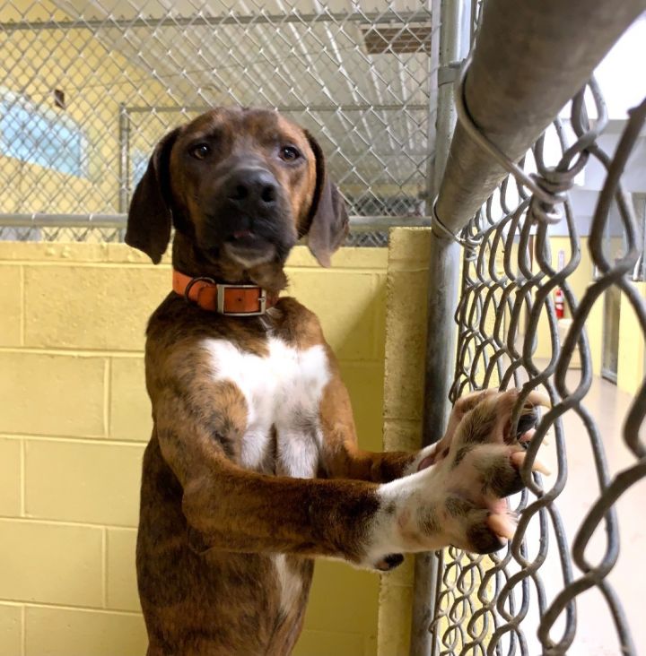 DEE OH GEE, an adoptable Mountain Cur in Crossville, TN_image-5