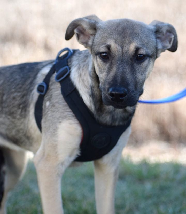 Petsmart shepherd shop