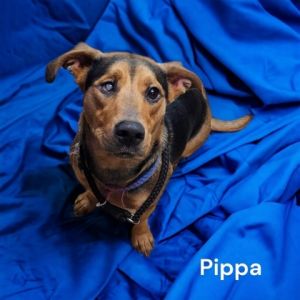 Pippa