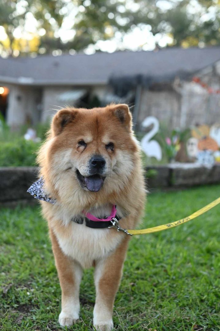 Petfinder chow hot sale chow