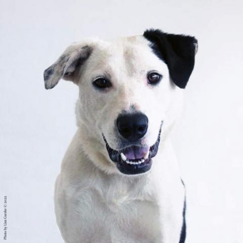 Jasper, an adoptable Mixed Breed in Kailua Kona, HI, 96740 | Photo Image 3